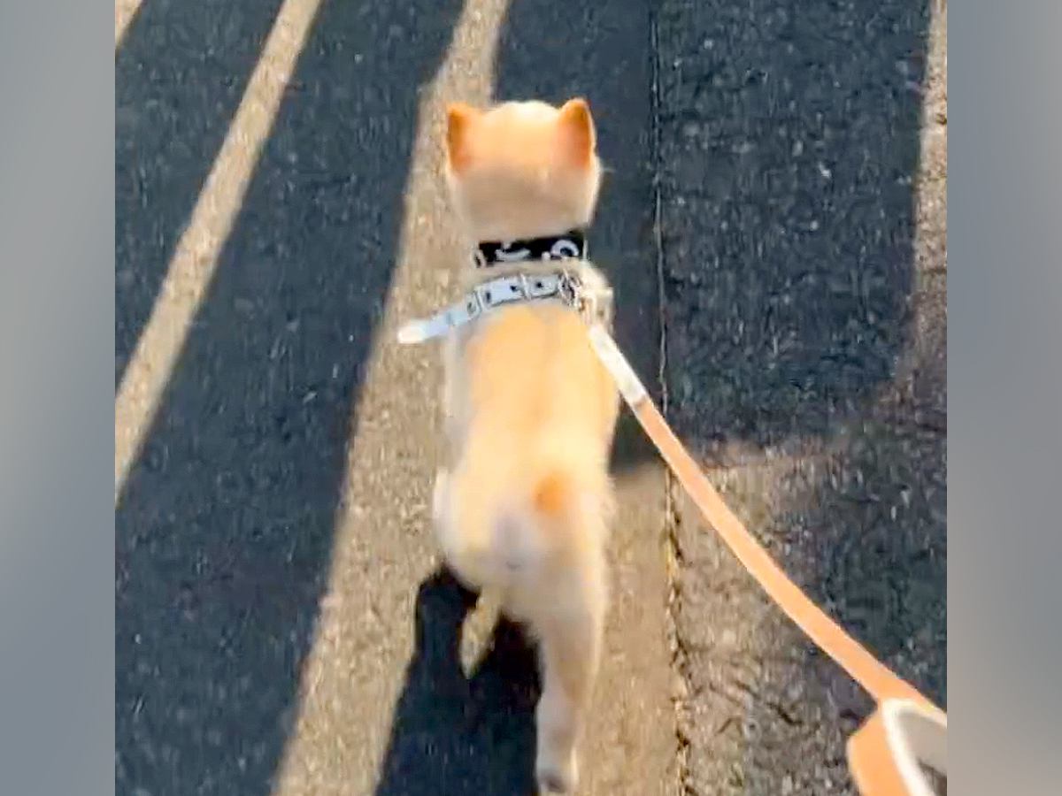 『置いていかないで…』パパが仕事で出張へ→お見送りする犬が…思わず感動する『健気な光景』が33万再生「必死で泣ける」「可愛すぎ」と反響