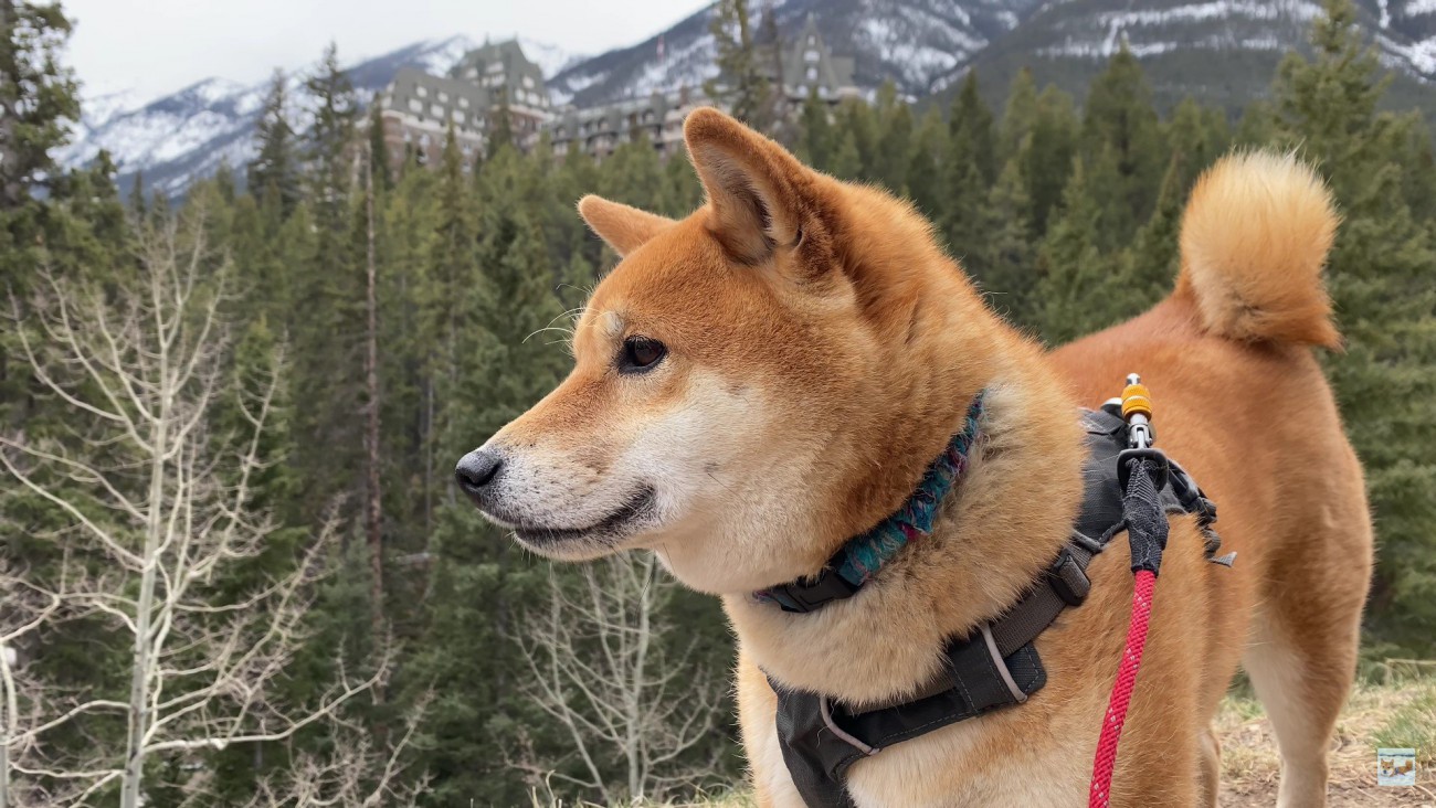 カナダで暮らす柴犬に密着 行く先々で撫でられる姿に「老若男女にモテモテだね」「柴犬の可愛さは世界共通」