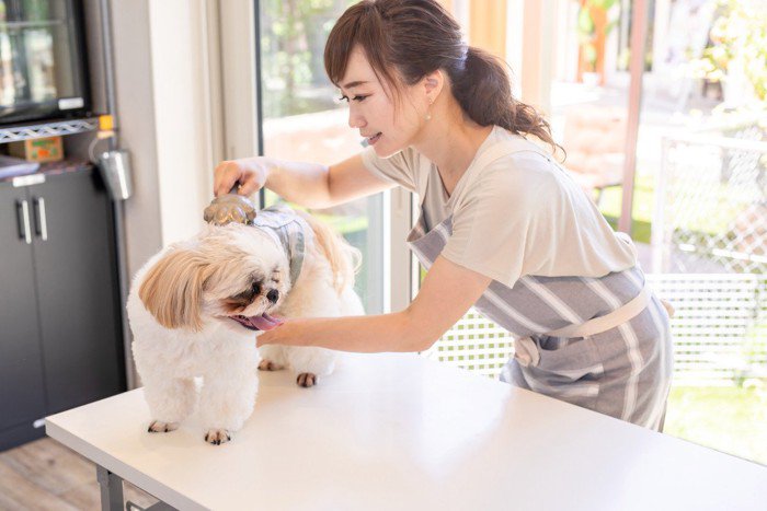 【現役トリマーが解説】自分の犬は大丈夫？トリミング中に気付く犬の膝の弱さ