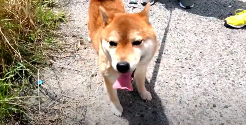 永遠の家族に出会うため！元噛む柴犬『ねねちゃん』の旅立ち