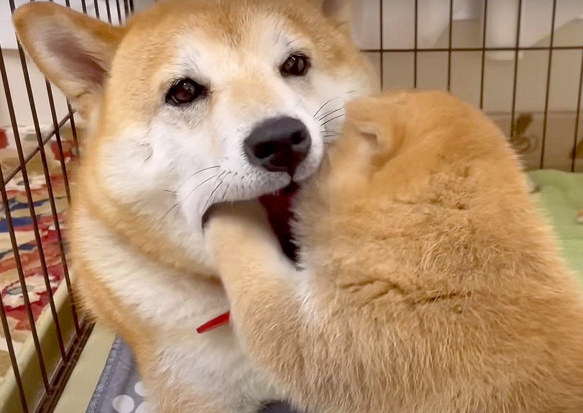 赤ちゃん犬の子育てを観察してみた結果…『何をされても怒らない母犬』が優しすぎると182万再生「母は強し」「貫禄ある」と大反響