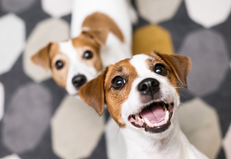 【枚方市】愛犬と行きたい室内ドッグランのあるカフェ「ジュール」