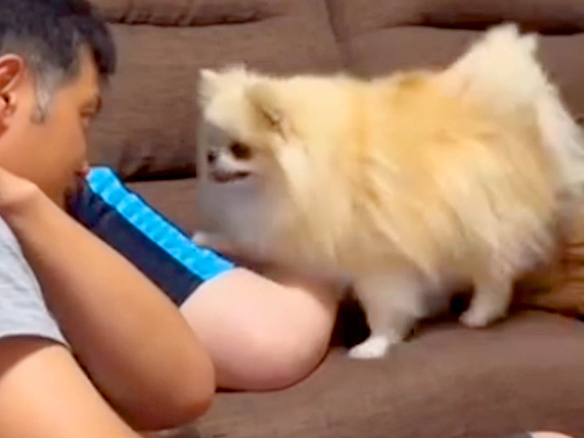 パパが『ママを叩くイタズラ』をしたら、見ていた犬が…暴力は絶対に許さない『まさかの対応』が1025万再生「平和ｗ」「声出して笑った」