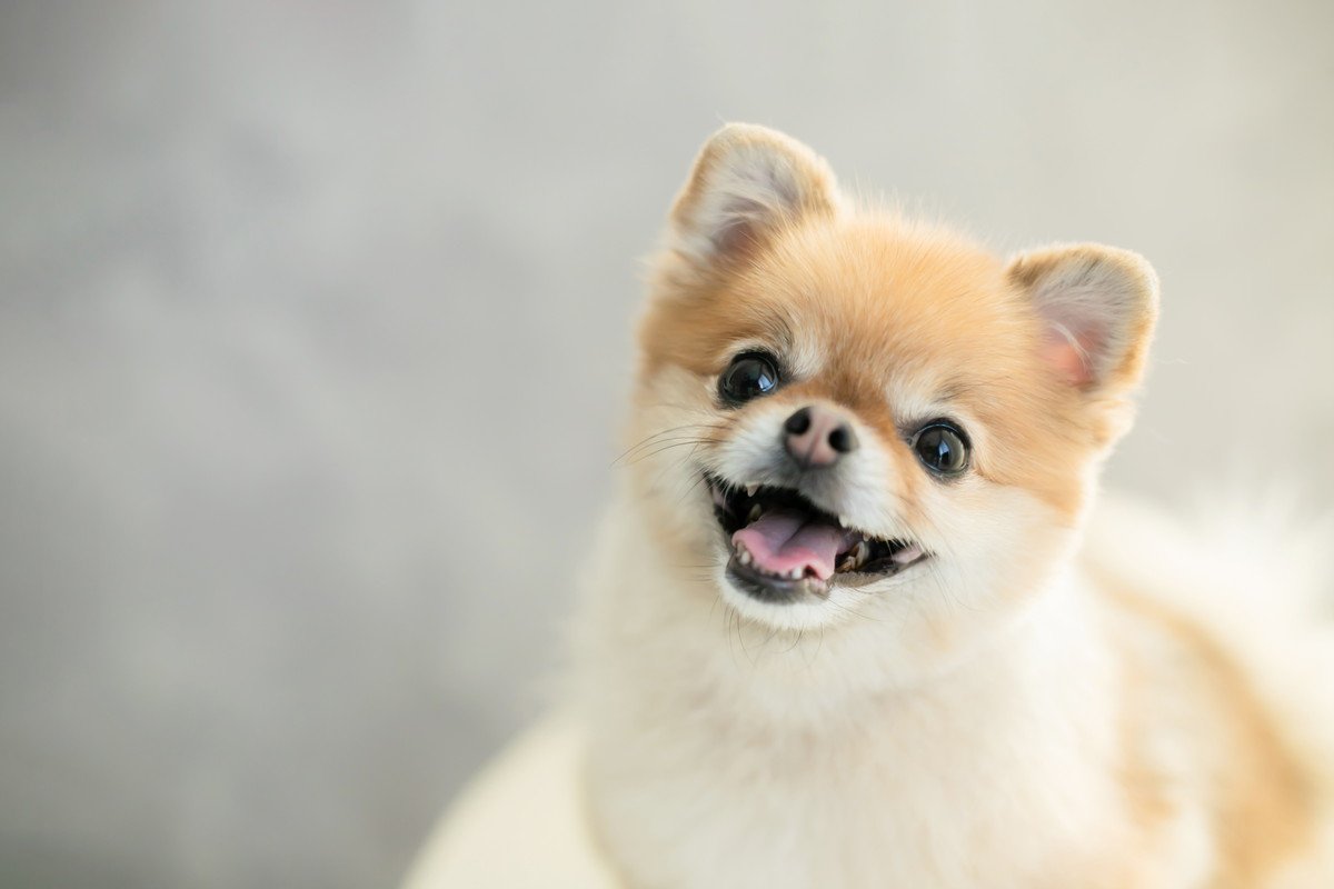 犬の『性格』を左右する4つの要因 影響する時期や環境、育て方のポイントまで