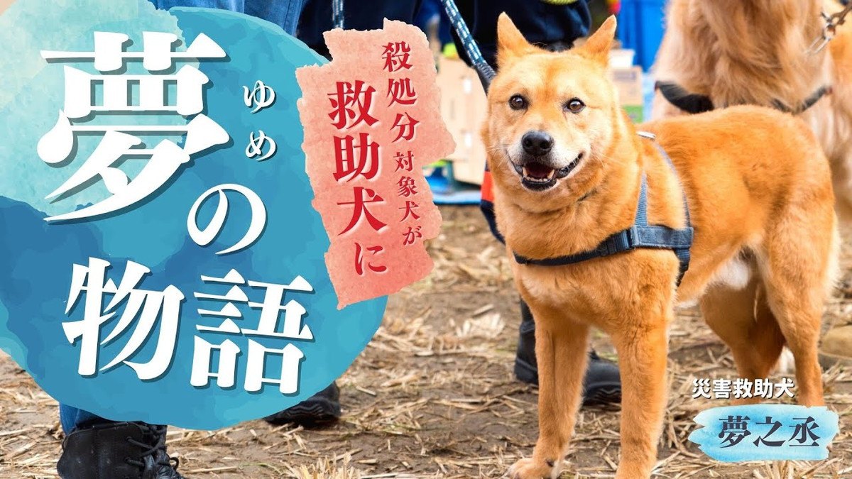 夢物語なんかじゃない！殺処分寸前だった犬が命を救う『災害救助犬』へ！