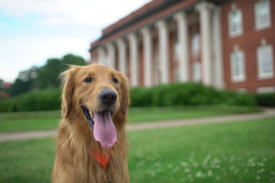 知ってた？犬を撫でることで人のストレスレベルの数値が下がる！