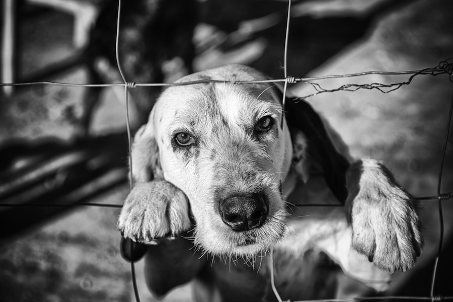 犬は不衛生な環境にいるとどうなる？理解しておくべきリスク