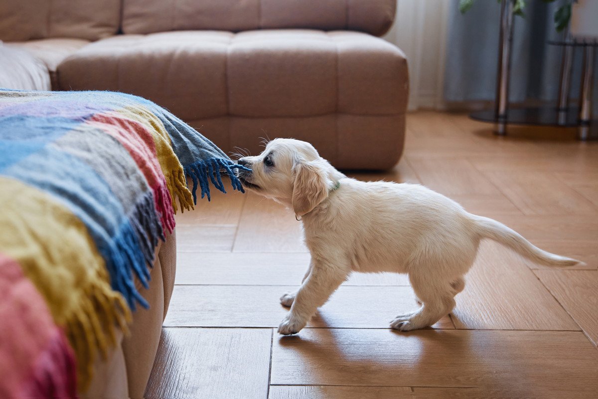 犬にも『反抗期』が存在するの？愛犬が見せる5つのサインから適切な接し方まで解説