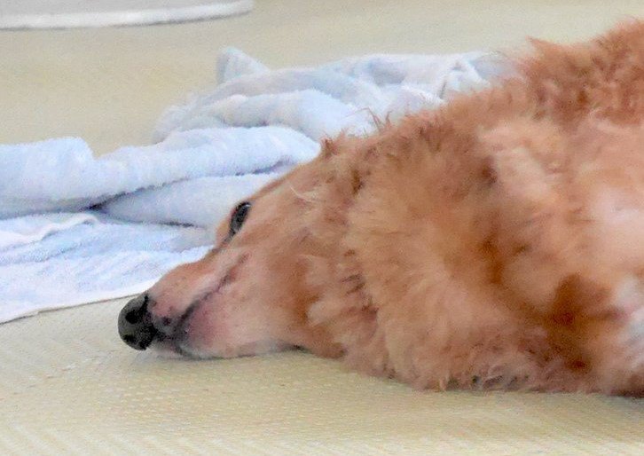 おいしそうなトンカツの切り身…ではなく、犬？！23万いいねの寝姿とは