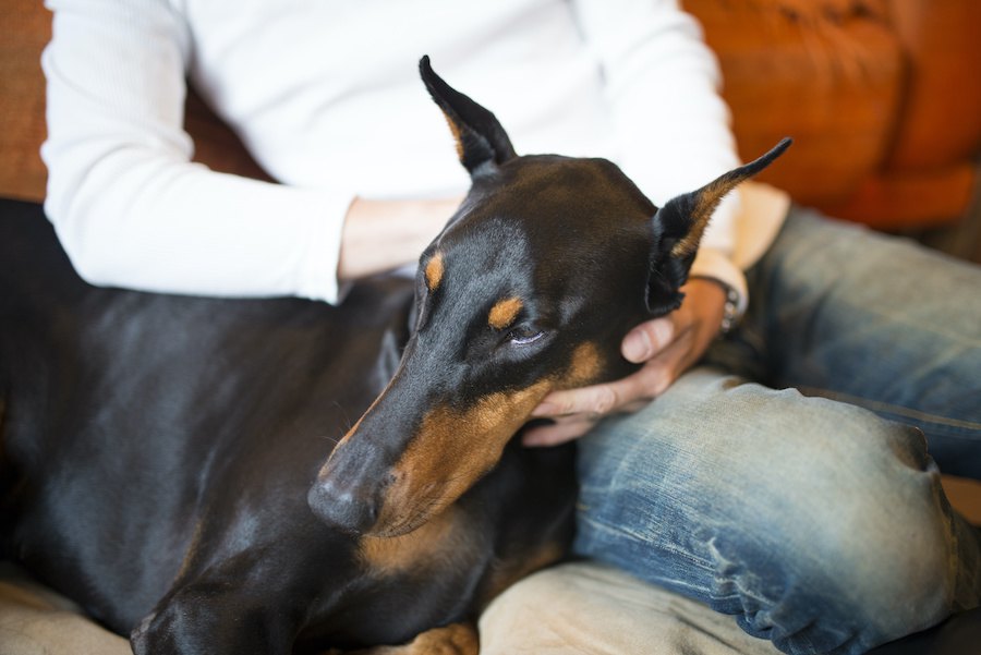 犬が優しく寄り添ってくるときの心理4つ！犬は人の気持ちを理解する？