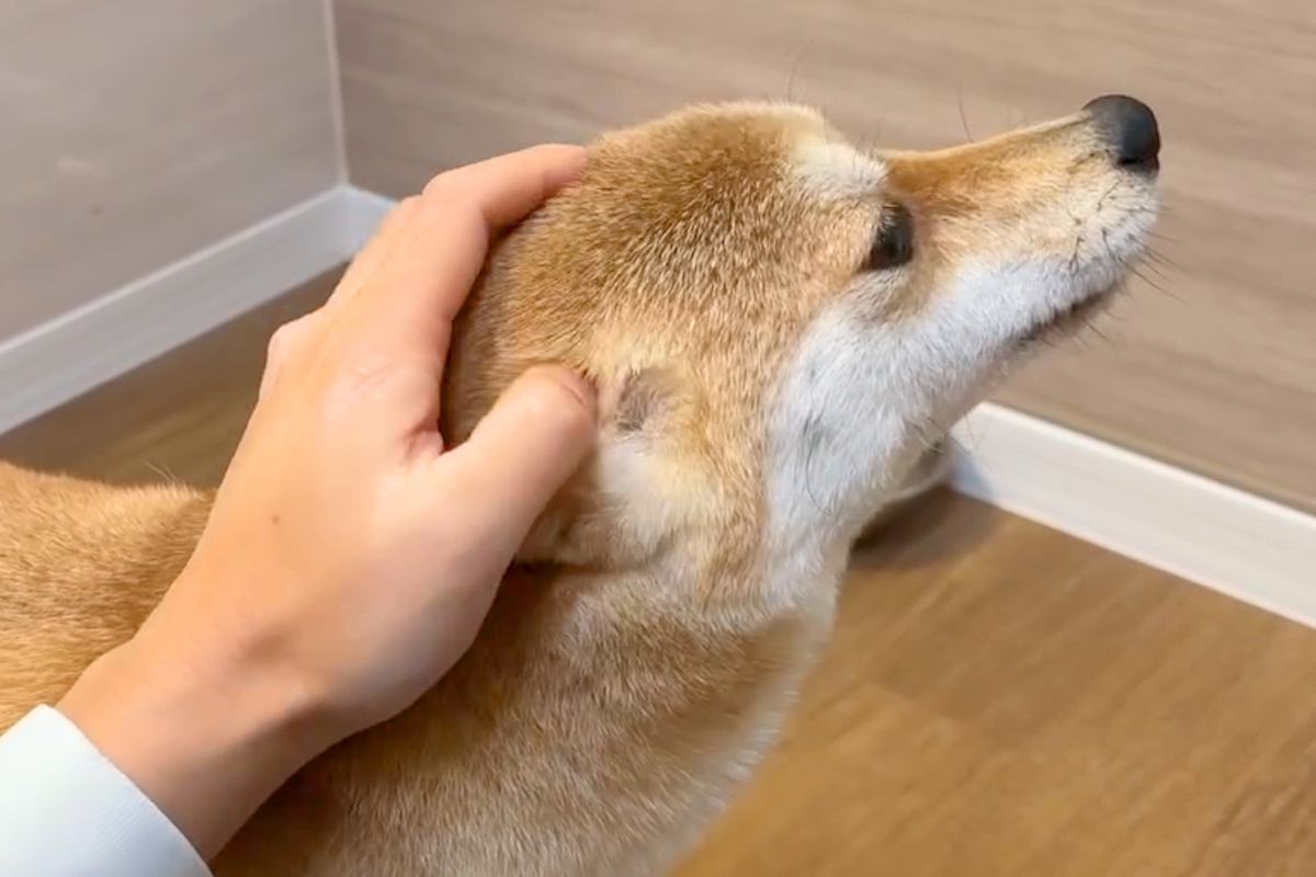 犬の頭を撫でられている手を『途中で止めてみた』結果…絶対に撫でるしかない『厳しめな行動』が26万表示「思った以上で草」「終わらないｗｗ」
