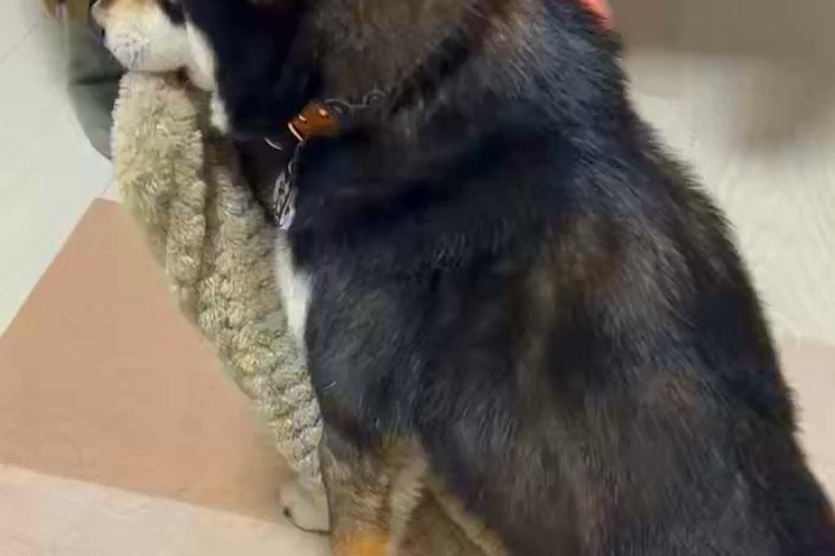 飼い主が帰宅すると大喜びする犬→なぜかいつも『何か』を咥えていて…可愛すぎる『習慣』に反響「可愛い連呼する気持ち、すごくわかるｗ」