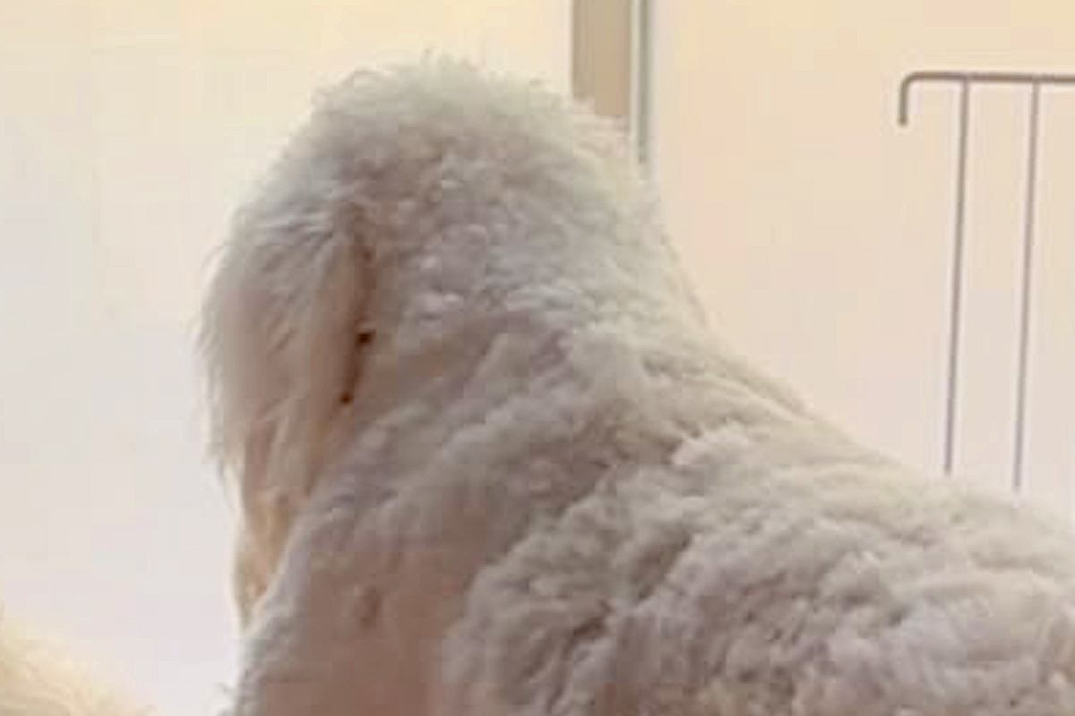 窓の方を向いて固まる大型犬→何しているのかと近づいてみると…まさかのハプニングが30万再生「哀愁がｗｗ」「おじいちゃんみたいで草」と反響