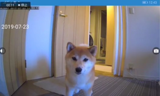 ネットワークカメラの存在に気付いてしまった犬が可愛いすぎると話題！