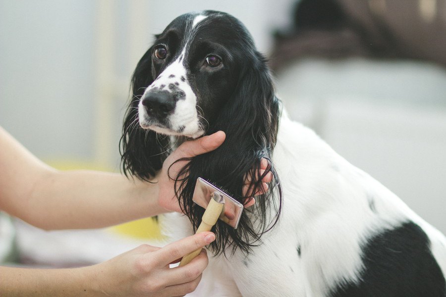 犬の毛が汚くなる『NG生活習慣』３選