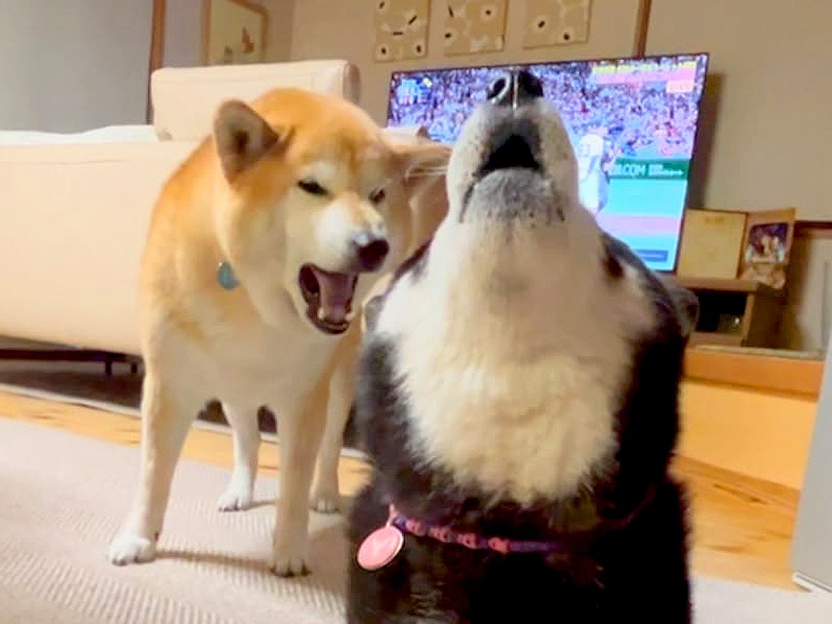 母犬にボールを奪われた息子犬→文句をタラタラ言って…あまりにも可愛い『親子喧嘩する光景』が9万再生の「最終的に合唱ｗ」「仲良しｗ」と反響
