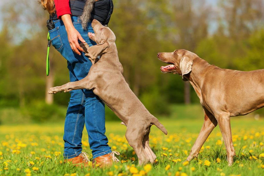 犬が他人に飛びつく！考えられるリスクとやめさせる方法