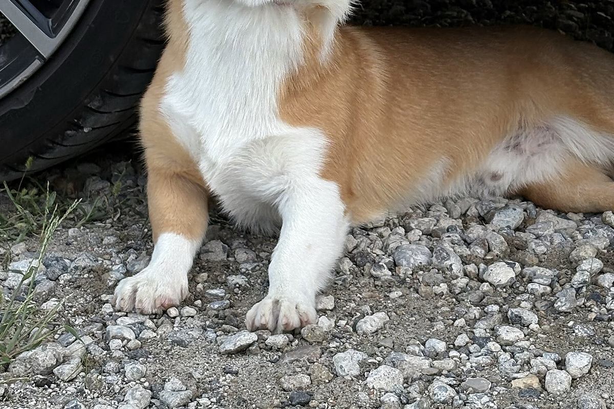 一緒に遊んでいた『友人の帰宅』を察した犬→車の下に潜りこんで…絶対に帰れない『必死すぎる表情』に1万いいね「もっと遊びたかったんだねｗ」