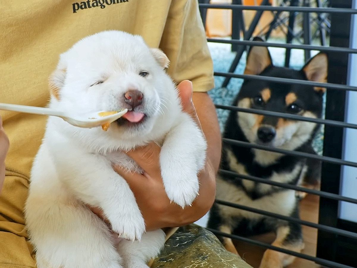 赤ちゃん犬たちが『離乳食デビュー』した結果…まさかの"ママも食べたくなっちゃう"光景が可愛すぎると47万再生「一番喜んでて笑ったｗ」