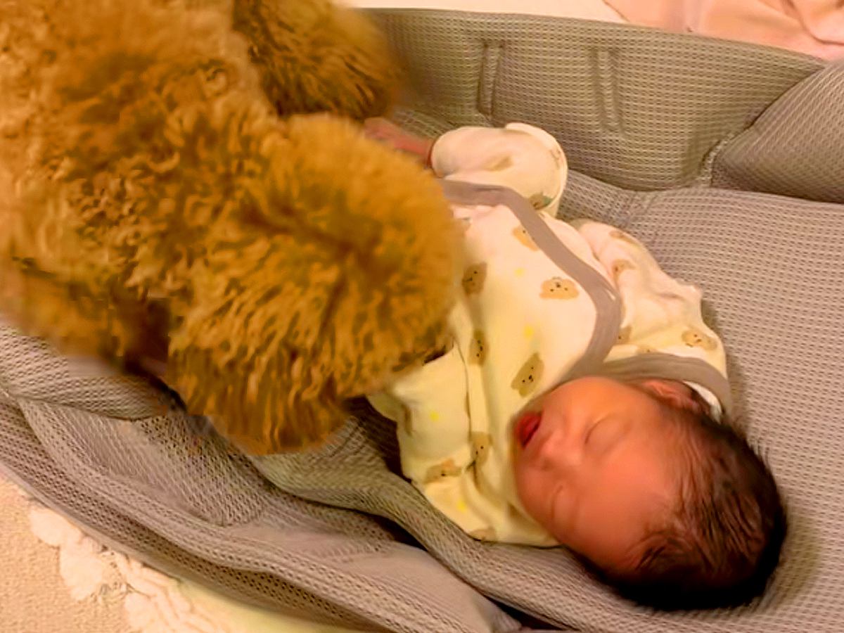 赤ちゃんが泣くと、心配した犬がすぐに駆け寄って…泣けるほど尊い『母親のような光景』が17万再生「最高のベビーシッター」「大好きなんだ」
