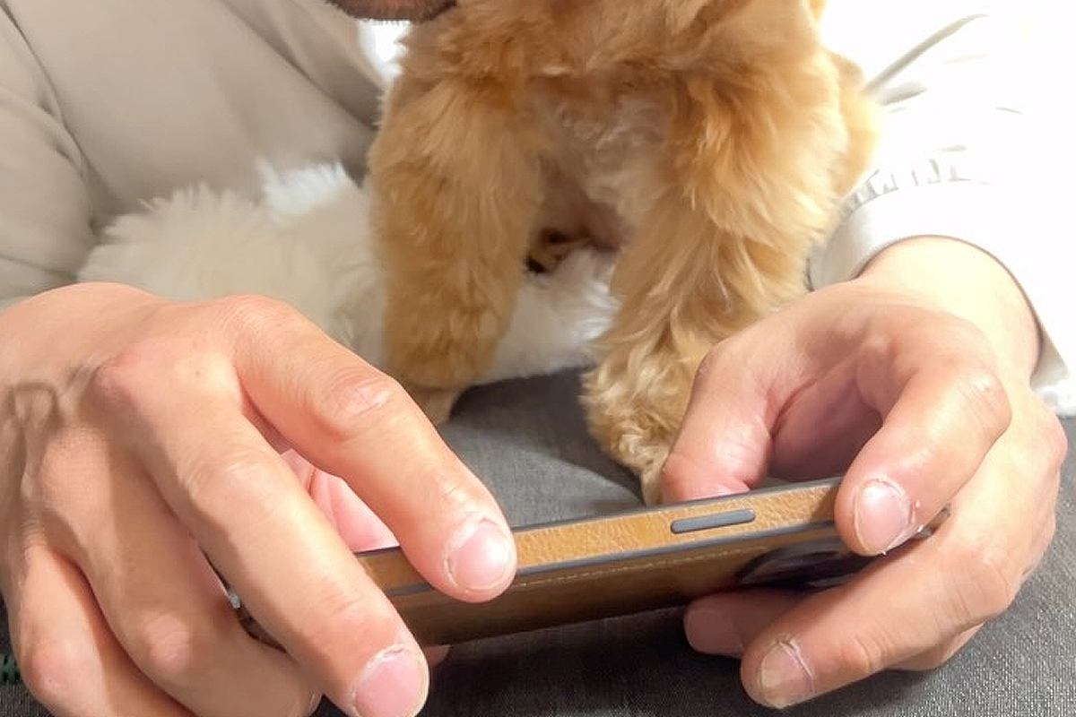 スマホを見ていたら、横にいた犬が『構って』と甘えてきて…人間のような『愛の伝え方』に5万いいね「なんて羨ましい」「可愛すぎて泣けてきた」