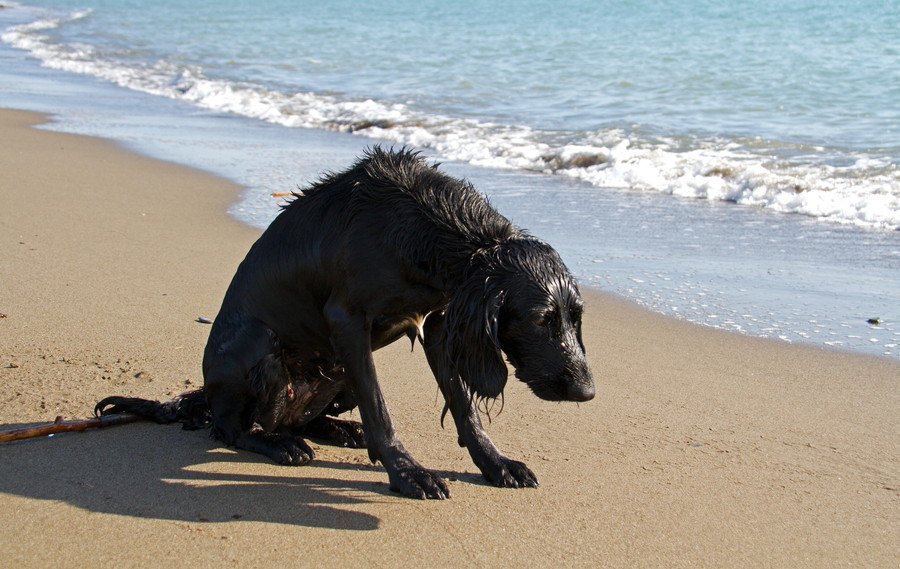 犬が吐血する原因は？病気や症状、検査方法や対処法について解説