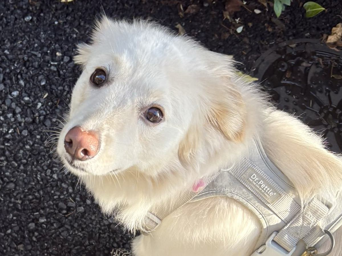 犬の散歩中に『工事現場の横を通ろうとした』結果→作業員から言われた『まさかの一言』に23万いいね集まる「ほっこり」「優しい警備員さん」