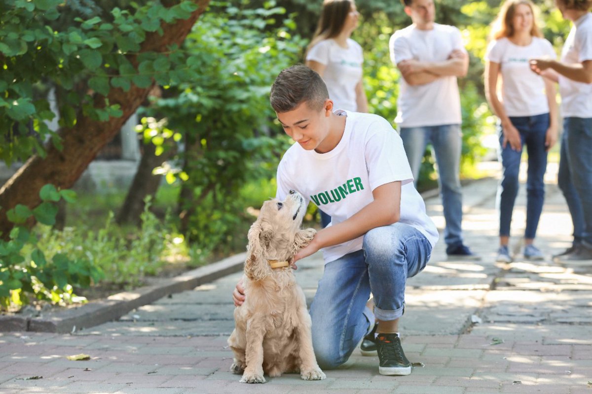 保護施設の犬の夜間の行動は適応性の指標になるという研究結果