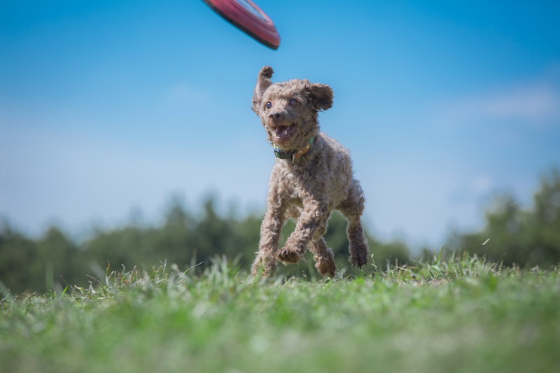 犬がディスクをリバースしても離さない！リリースさせるための練習法