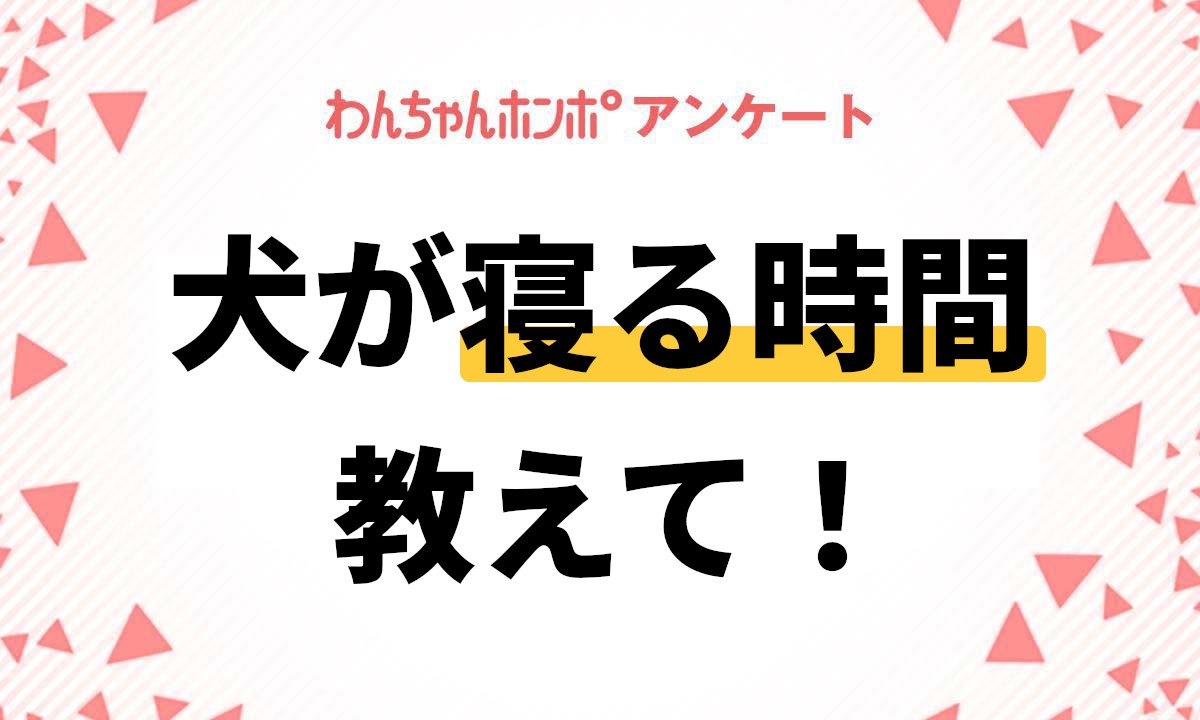 【アンケート実施中！】愛犬は1日にどのくらい寝ていますか？