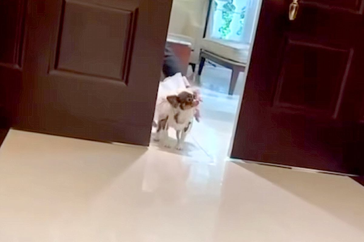 人懐っこい犬が『結婚式でリングドッグを務めた』結果→ドアが開いた瞬間…まさかの『全員にご挨拶する光景』に反響「寄り道がｗ」「可愛すぎる」