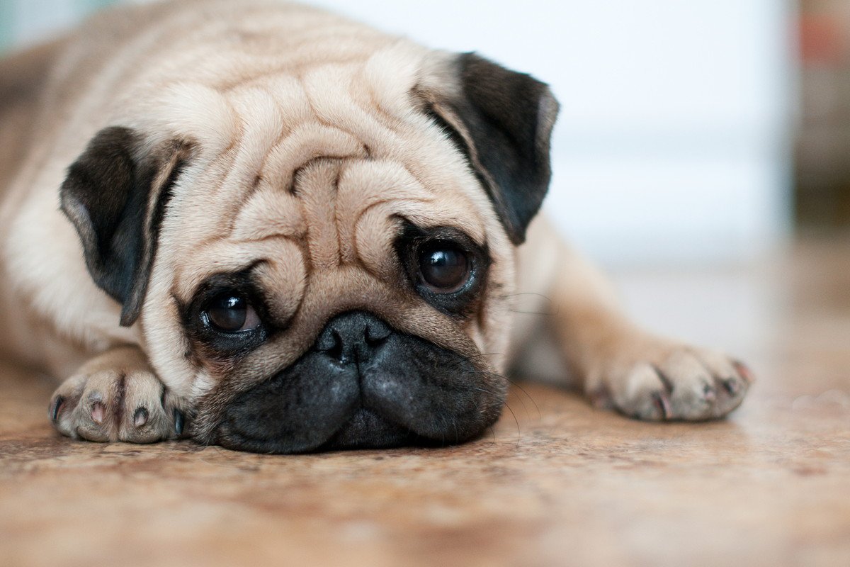 犬が『悲しい』と感じているときにみせるサイン5選　愛犬にツライ思いをさせないための配慮や適切なケアまで