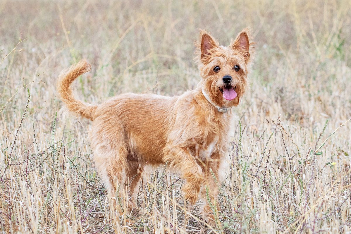 今すぐ病院へ！犬の『危険な歩き方』3選！悪化を防ぐために飼い主がすべきことは？