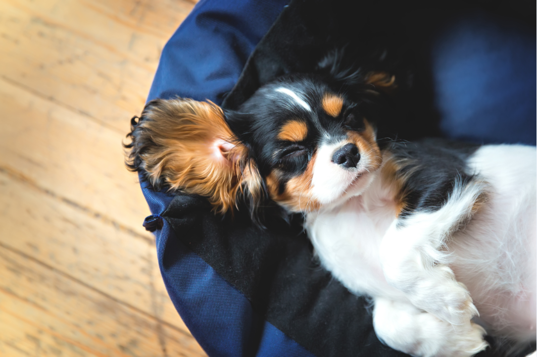 【室内犬が主流な現代に】愛犬が快適に過ごせるお部屋にしてあげよう