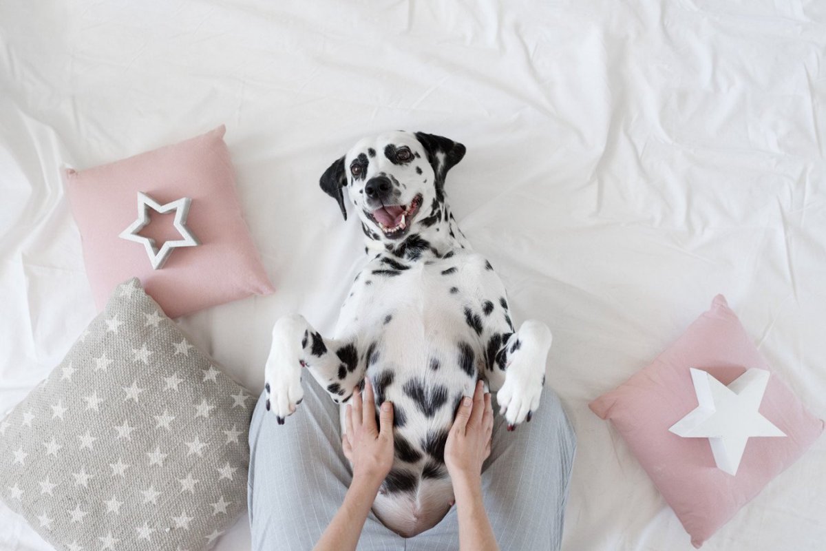 犬がお腹を見せる8つの理由｜甘え・服従・病気など意味の見分け方を解説