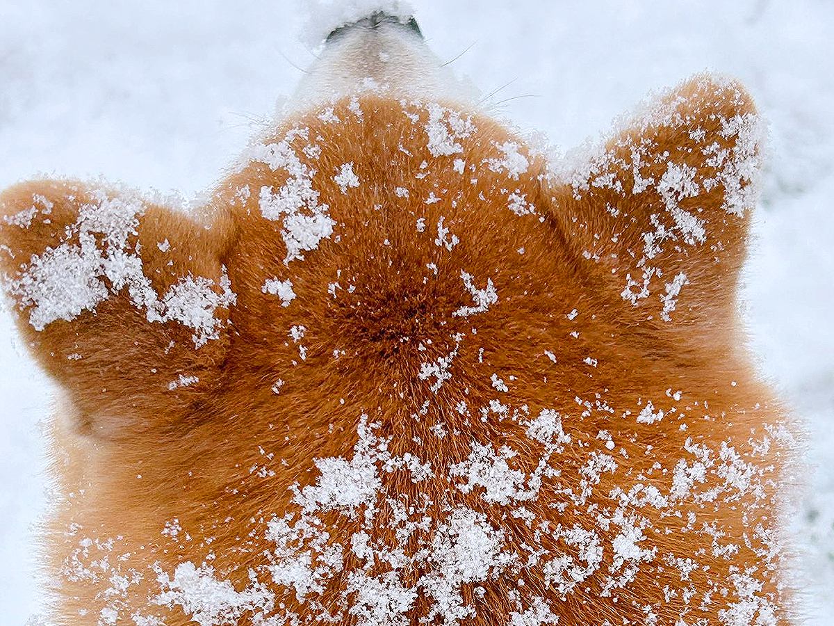 冬の北海道で『可愛すぎる揚げパン』が観測される季節に…？雪景色を散歩する犬の姿に2万いいね集まる「お砂糖大サービス」「美味しそうｗ」