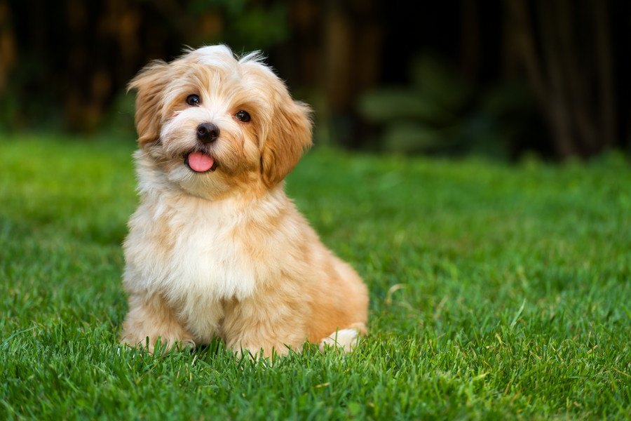 夏の犬の散歩で絶対に注意すべき４つの危険要因