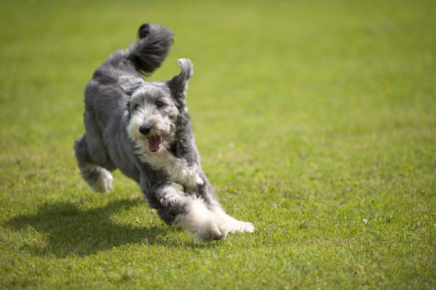 犬の免疫力を上げる3つの方法！取り入れたい食事や生活習慣