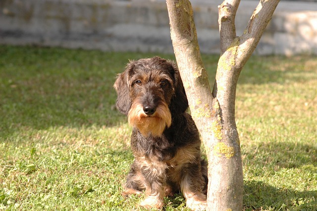 思い出す度に泣けてくる、どんな時でも飼い主に忠実だった愛犬の話。