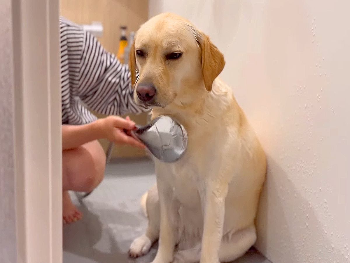 遊び疲れた大型犬をお風呂に入れた結果…まるで子供のような『眠気に耐える姿』が可愛すぎると話題「子犬みたいｗ」「全員幸せそうで最高」