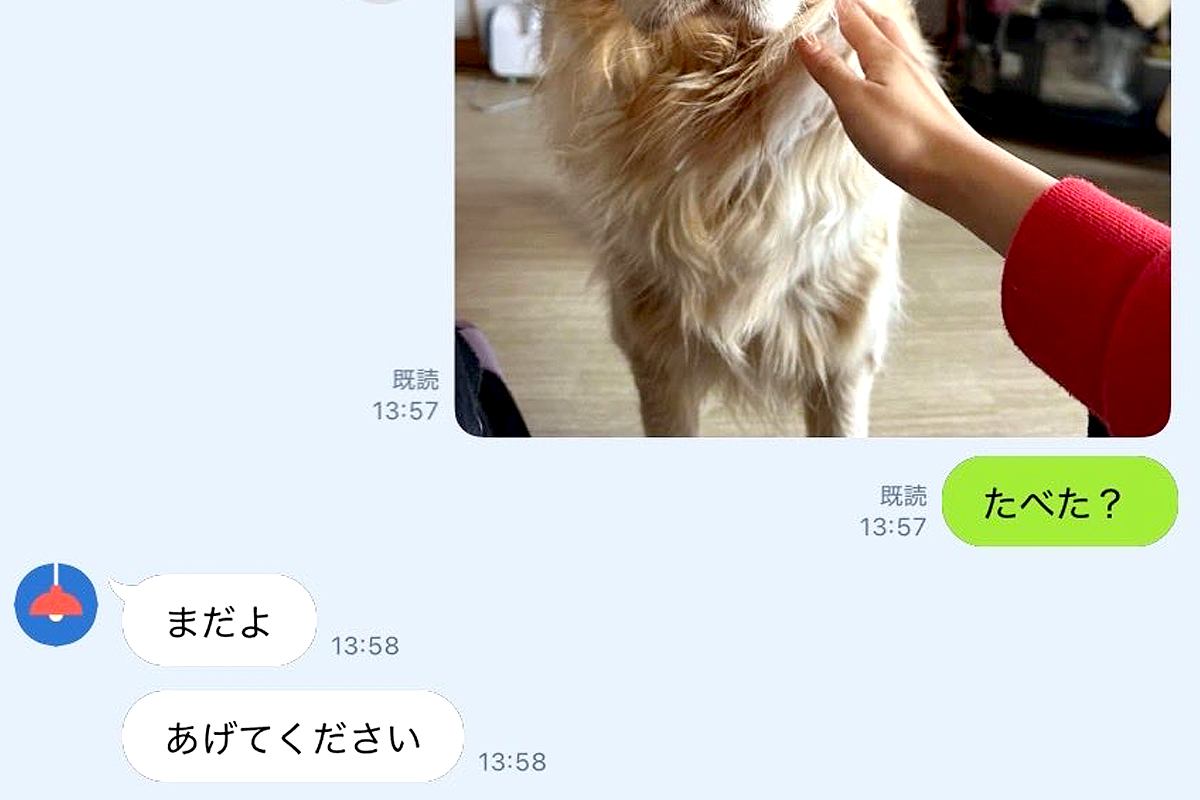 LINEで『犬にご飯をあげたか？』を家族に確認した結果→『まさかの表情』に5万いいね集まる「可愛すぎるｗ」「演技派でマジ天才」と絶賛の声