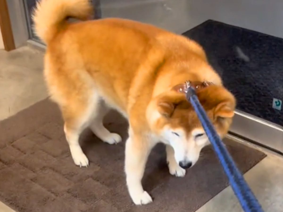 病院で診察を拒否する犬→看護師さんが迎えに来た途端…あまりにもちょろい『豹変っぷり』が365万再生「しっぽｗｗ」「前世絶対人間で草」