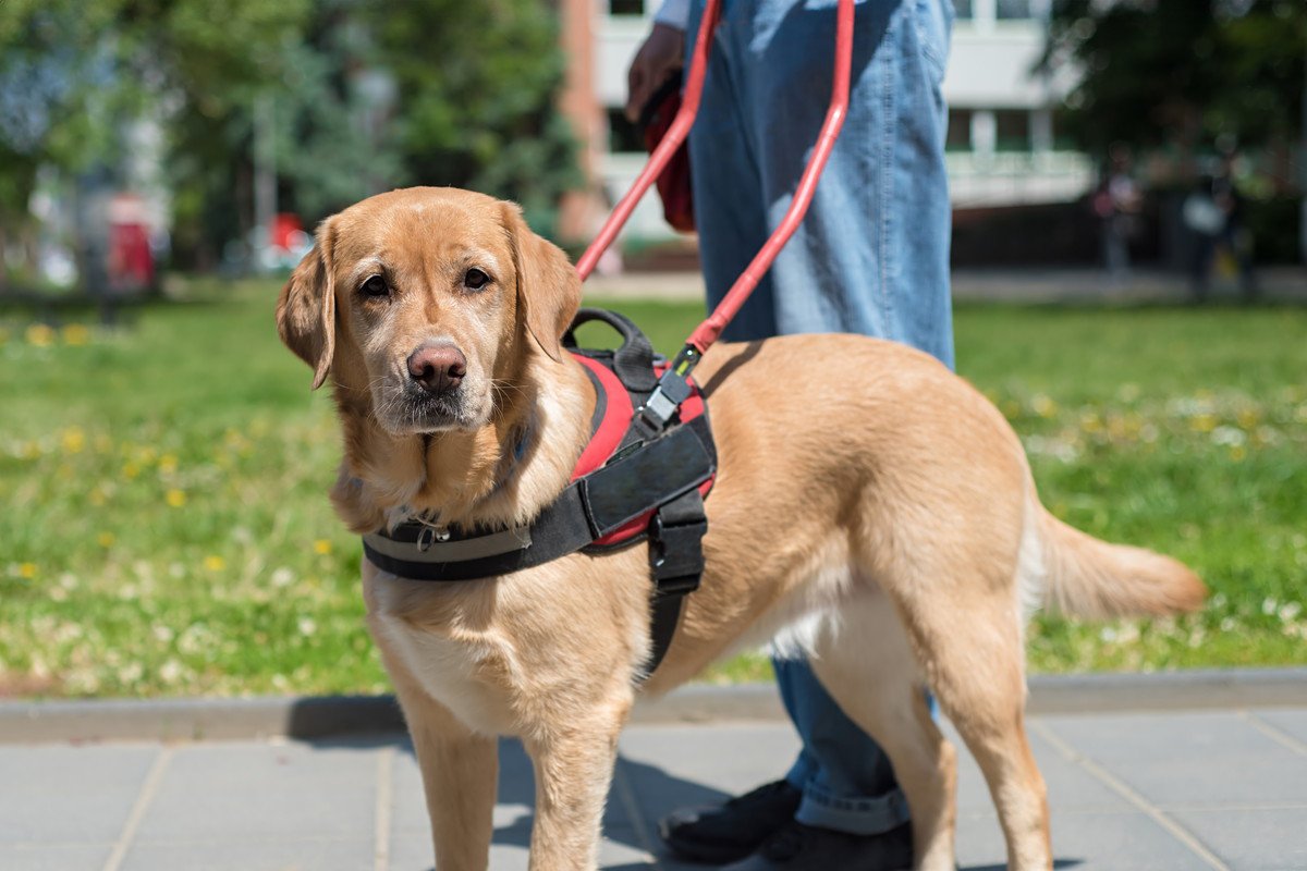 人よりも優れている『犬の能力』５選　想像をはるかに超える嗅覚や聴覚に「犬ってすごい」「私もこの能力欲しい」