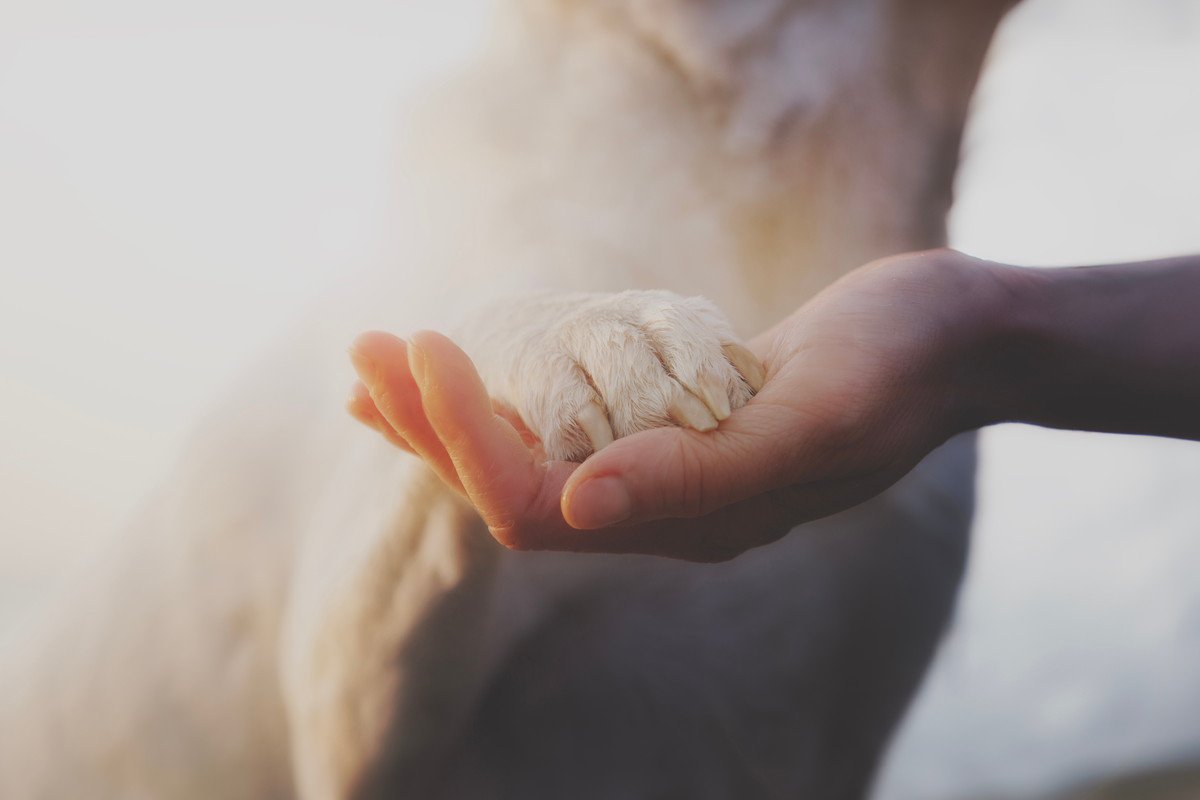 犬との触れ合いで分泌される幸せホルモン『オキシトシン』とは？実は愛犬はあなたをストレスから守っている？