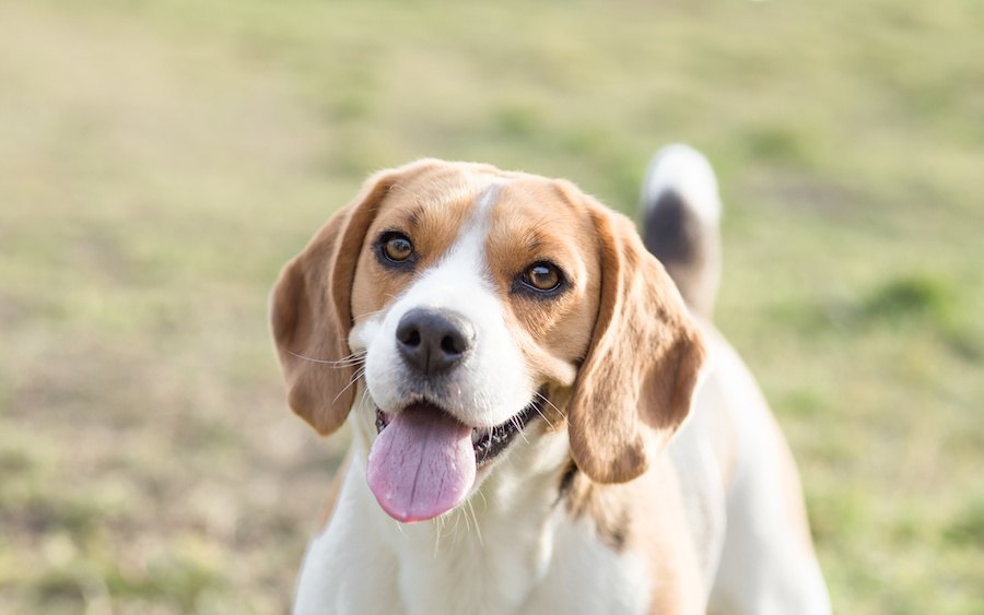 まだ遅くない！成犬のしつけ方法