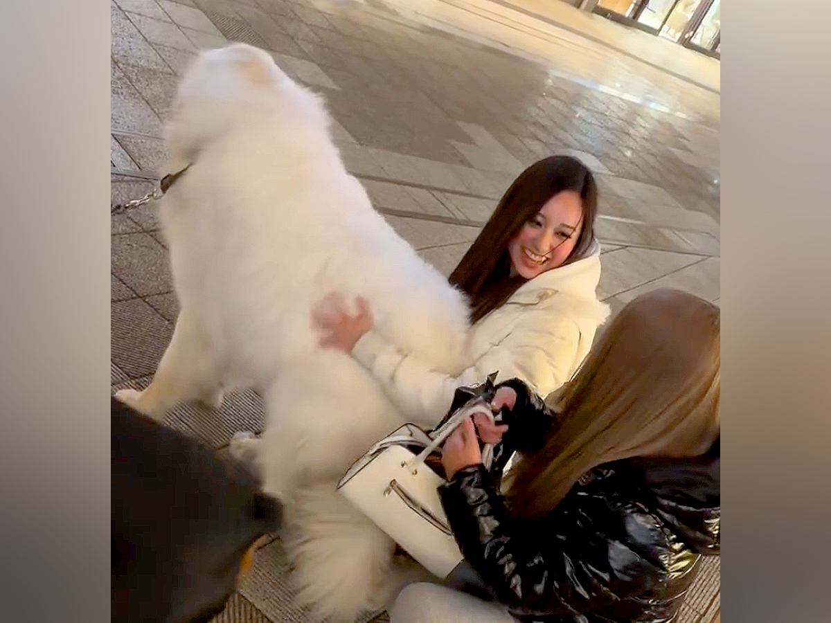 『ヤバーーーイ！』超大型犬の散歩中、2人のギャルと出会った結果…もはや人間？『思春期のような反応』が293万再生「ツンデレ可愛いｗｗ」