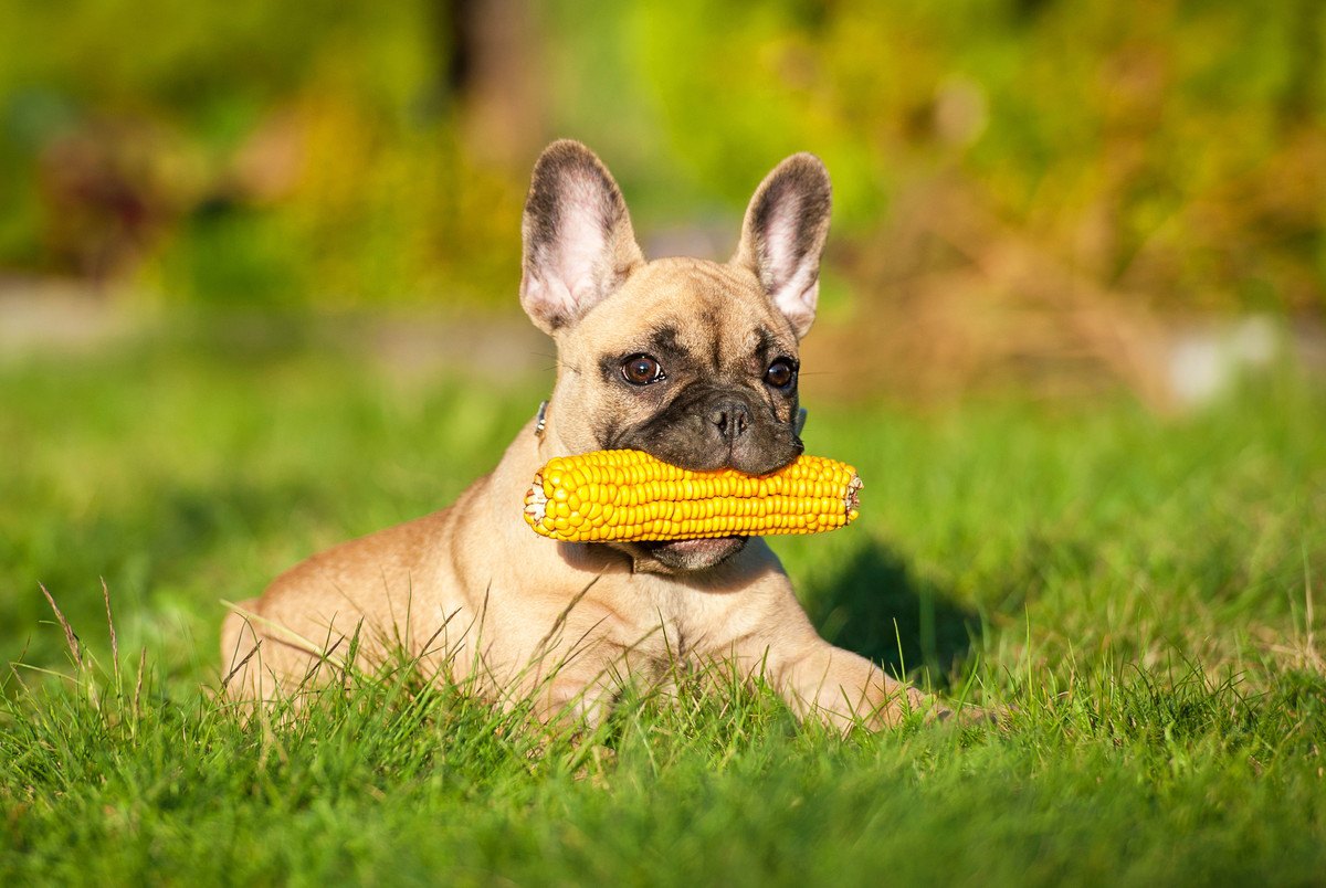 犬は『トウモロコシ』を食べても大丈夫？与える際に必ず注意すべきポイントは？