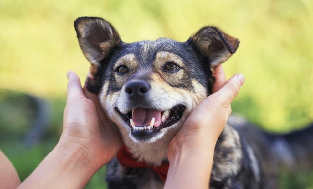 愛犬と心を通わせている飼い主の特徴３つ