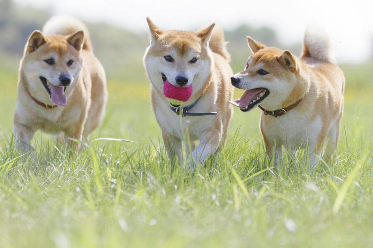 『頑固な性格の犬種』3選！接し方のコツやNG行為を解説