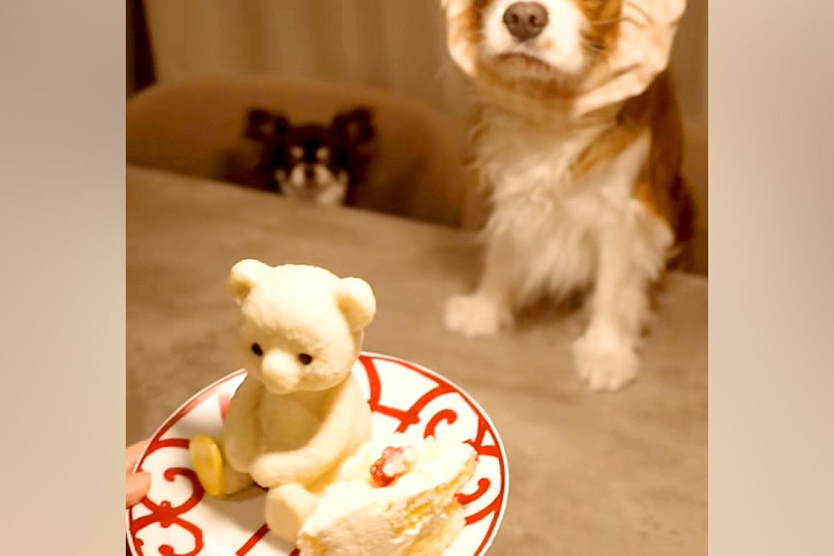カチューシャを被った犬に『美味しそうなケーキ』を出してみた結果…「目バッキバキｗｗ」「本気で草」わかりやす過ぎる『表情』に爆笑続々